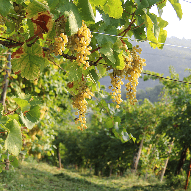 Altaneve Prosecco Rosé