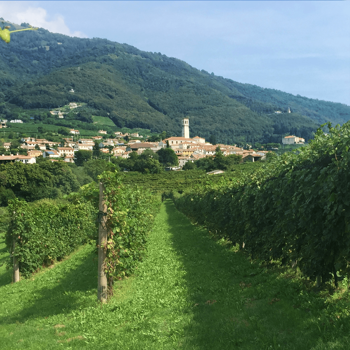 Altaneve Prosecco Rosé