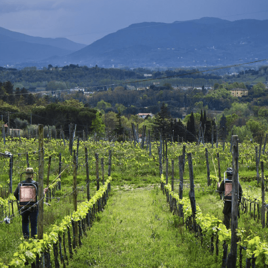 Calafata 'Gronda' Toscana Bianco