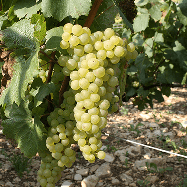 Domaine Barat Chablis