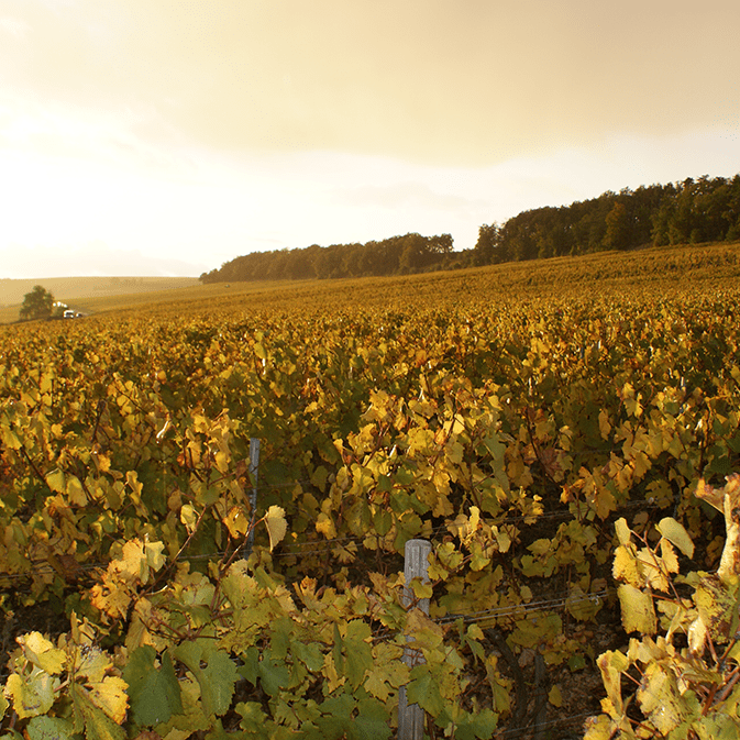 Domaine Barat Chablis