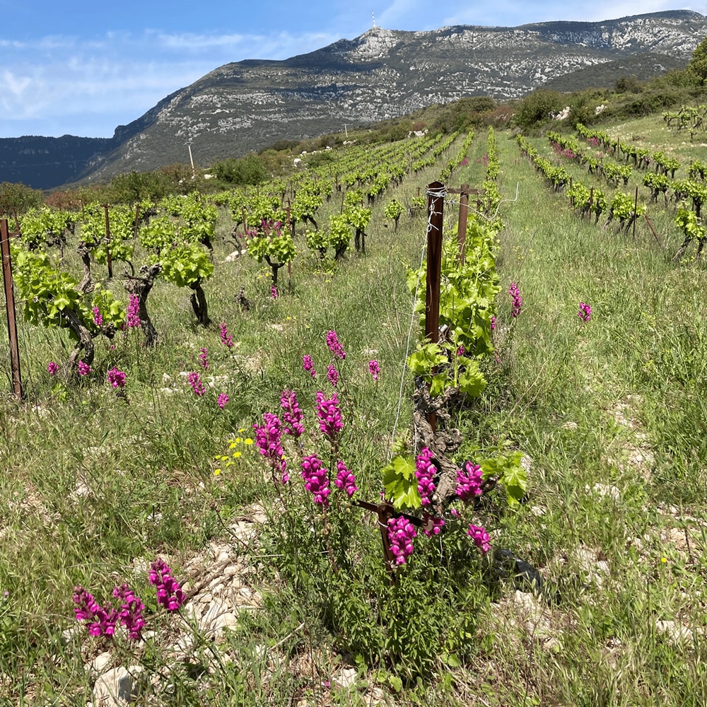 Domaine de l'Accent 'Accenteur' Mont Baudile