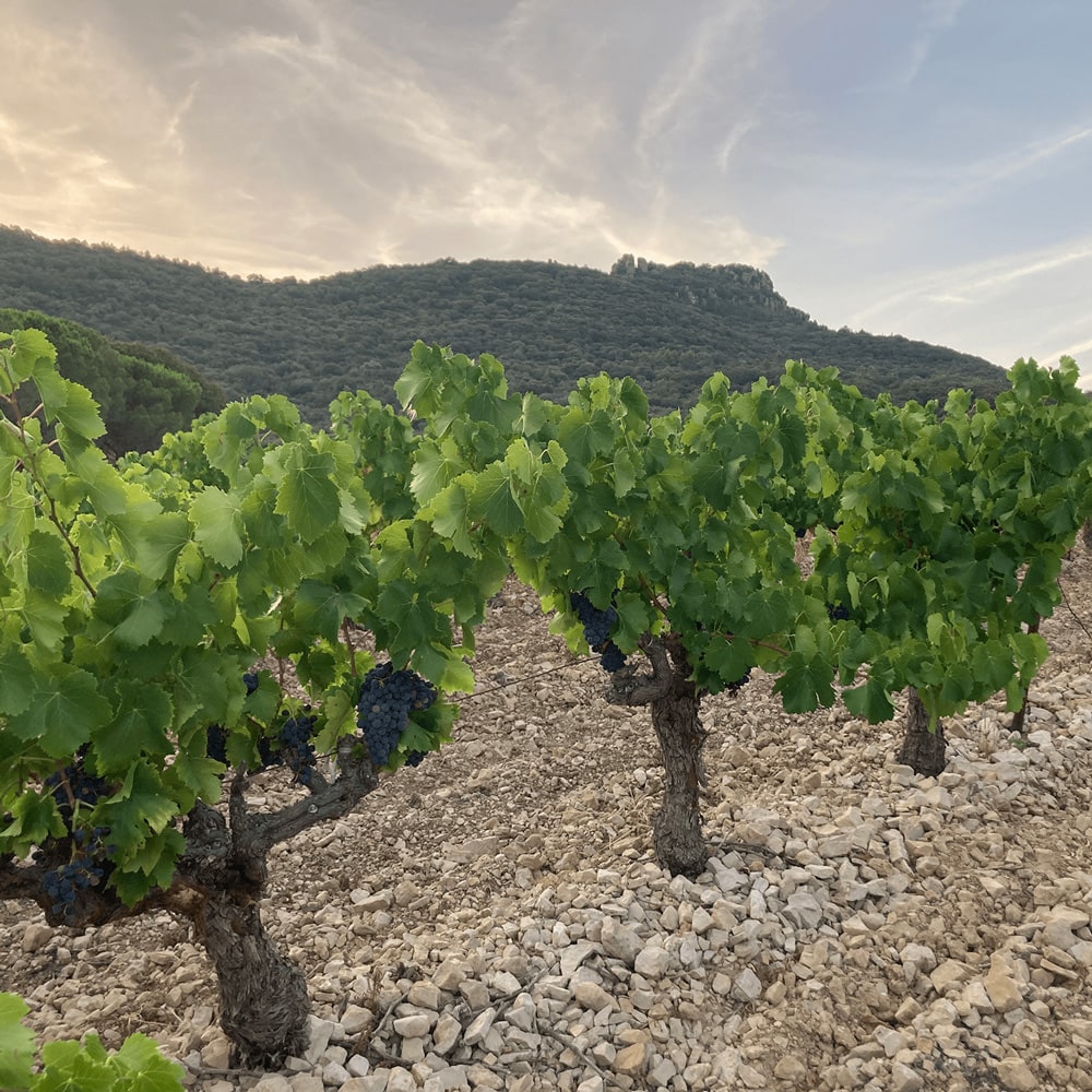 Domaine de l'Accent 'Accenteur' Mont Baudile