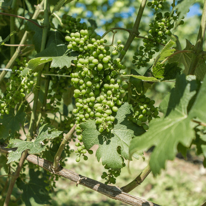 Ellena Giuseppe Barolo Del Comune Di La Morra