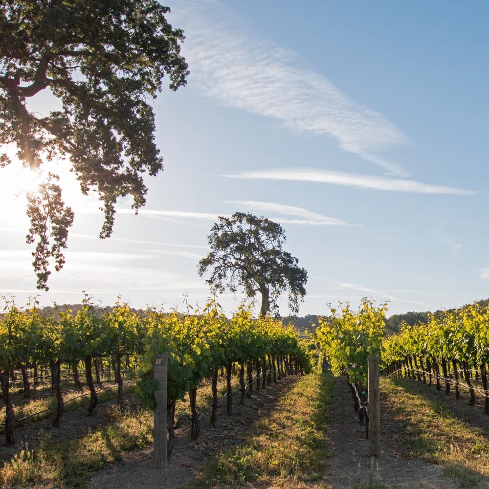 Glenville Napa Valley Chardonnay