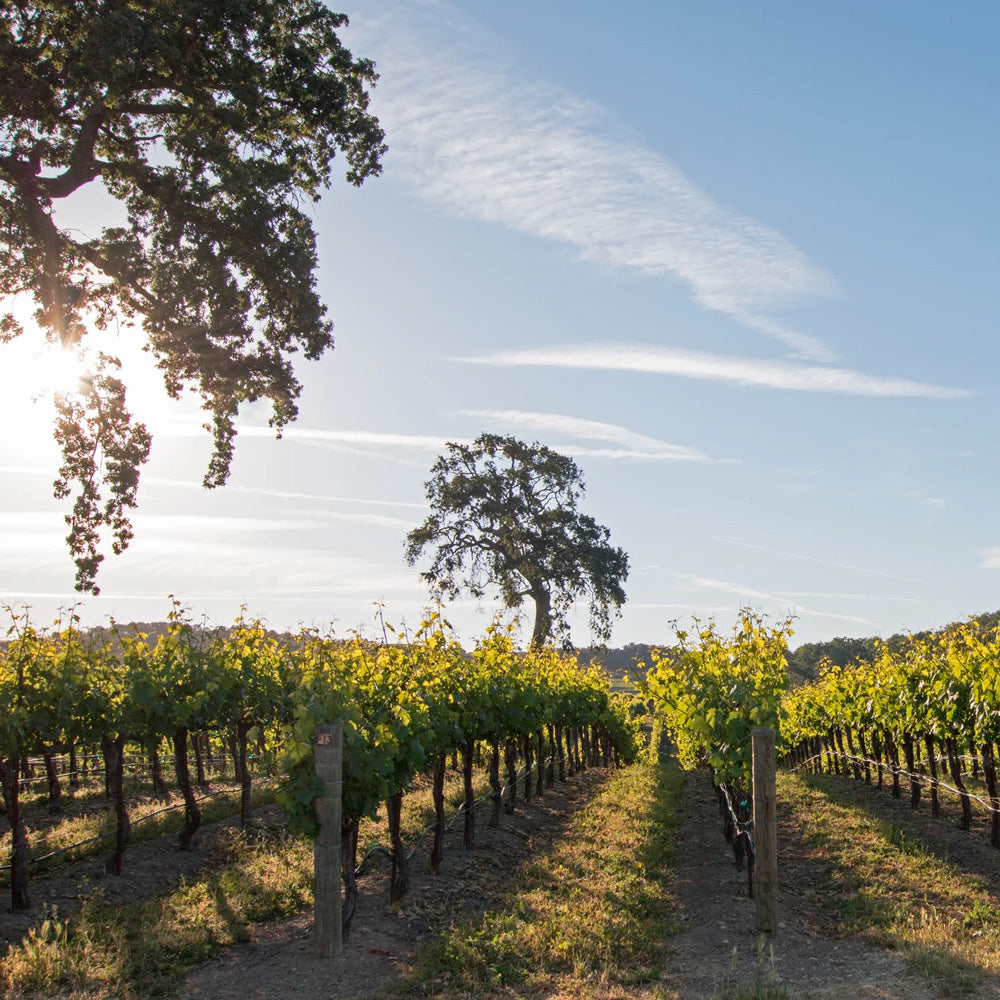 Glenville Russian River Valley Pinot Noir