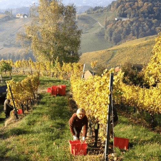 Rebenhof Sauvignon Blanc