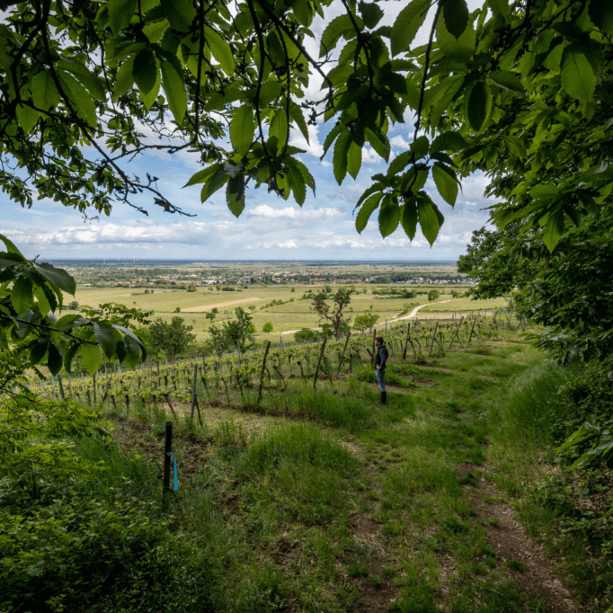 Weingut Seckinger Riesling 'Vom Löss'