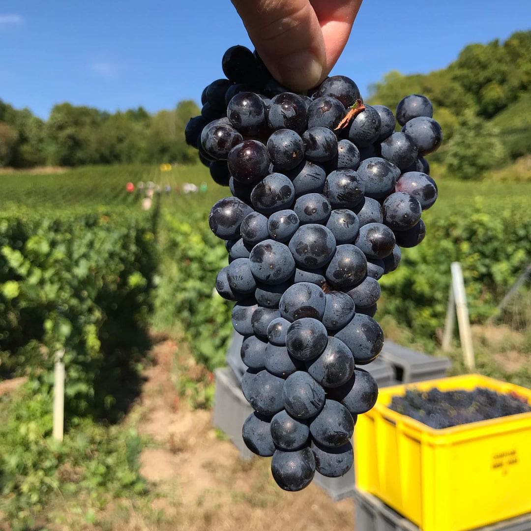 André Roger Champagne Grand Cru Vieilles Vignes Brut Rosé