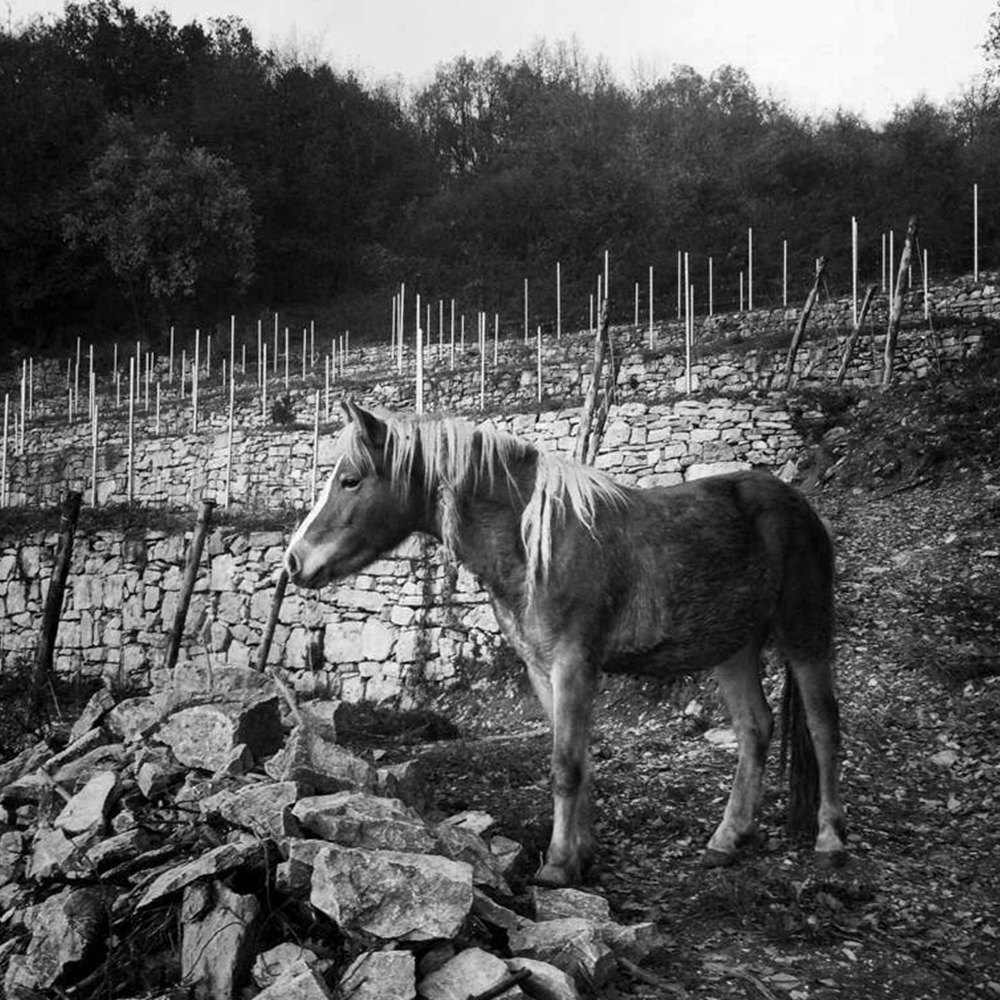 Cà del Vént 'Sogno' Blanc de Blancs Pas Operè