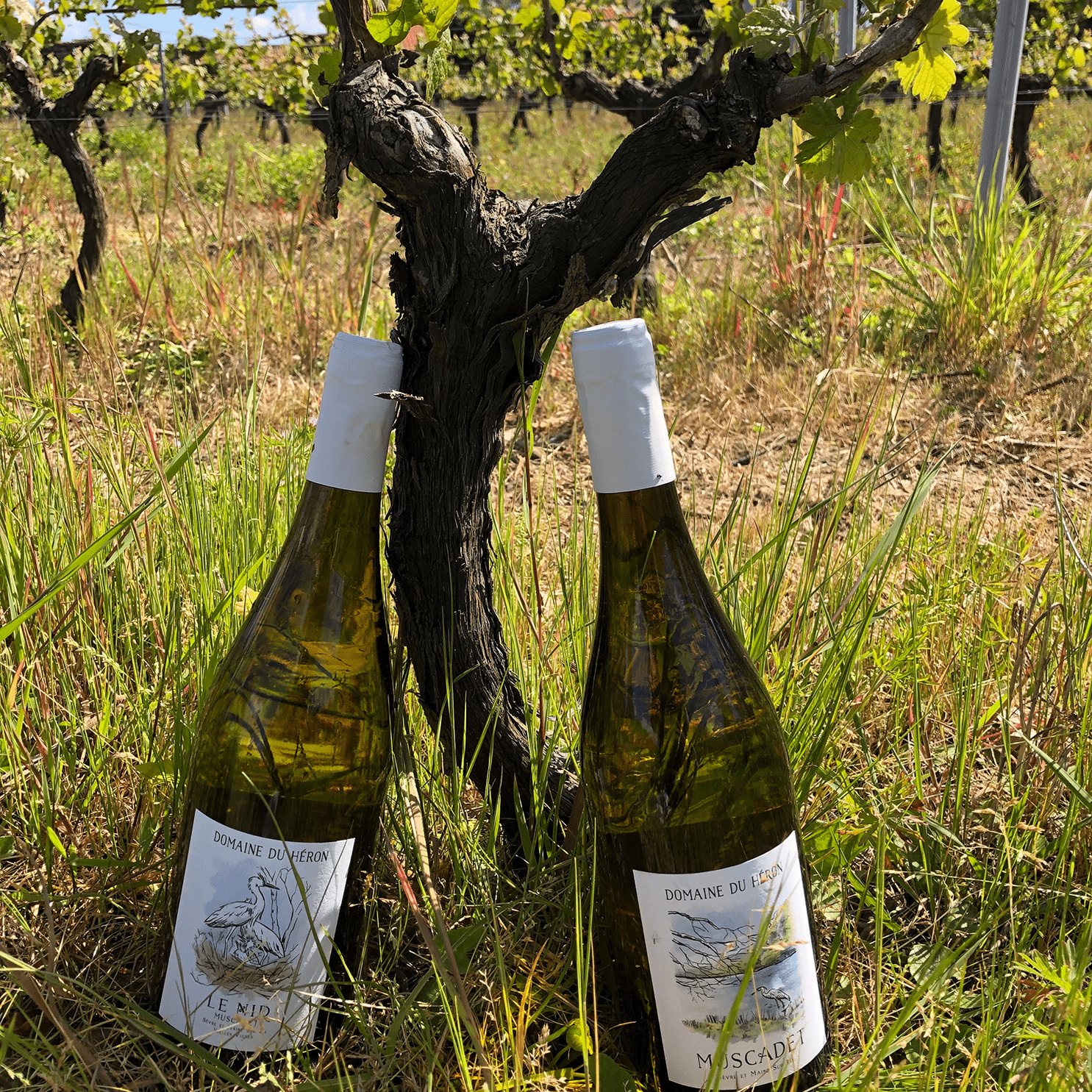 Domaine du Héron Muscadet Sèvre et Maine Sur Lie