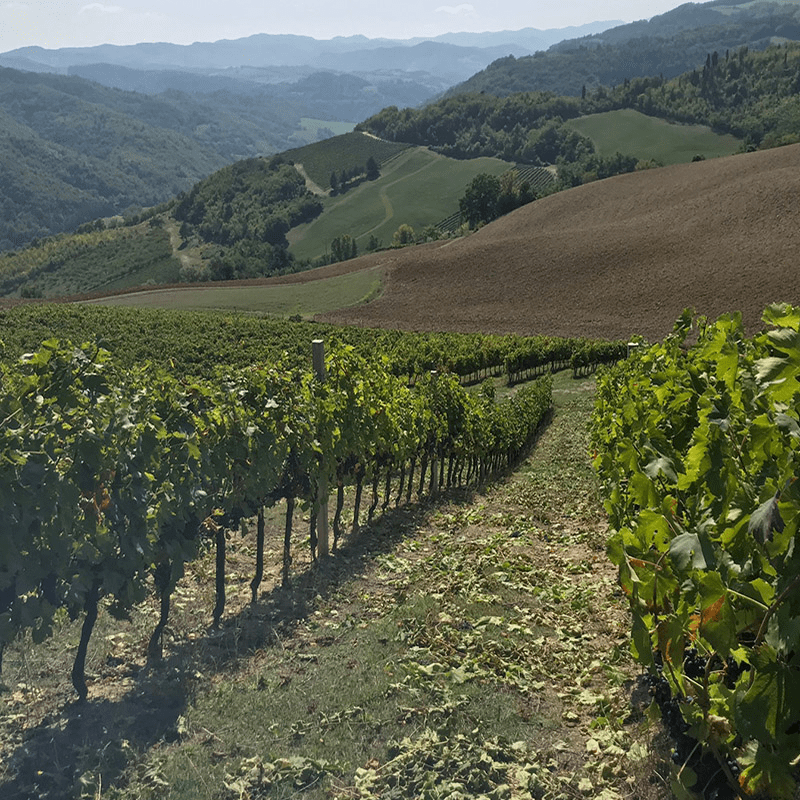 Mutiliana 'Acereta' Romagna Sangiovese